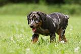 BEAUCERON - PUPPIES 307